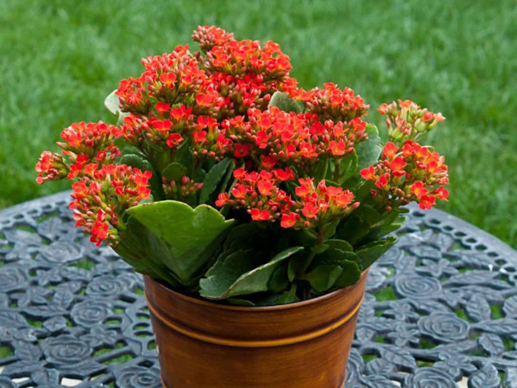 Radiant Bloom – The Ever-Charming Kalanchoe